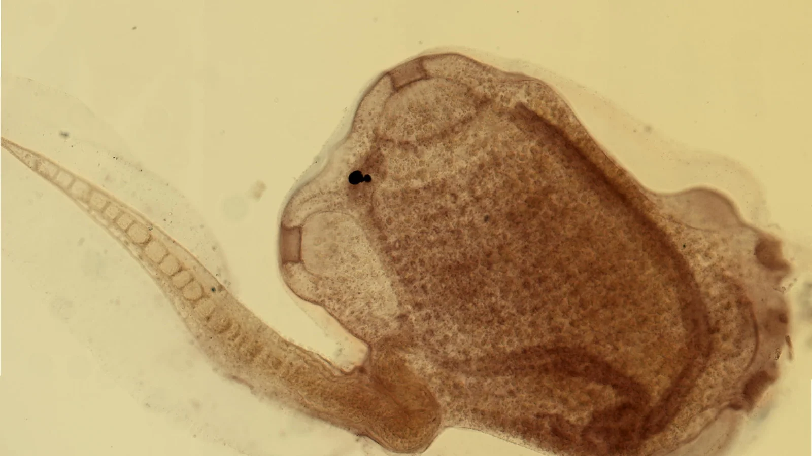 Ejemplar de ascidia visto al microscopio, de tonos marrones sobre fondo crema, con un cuerpo ovalado y una cola alargada.